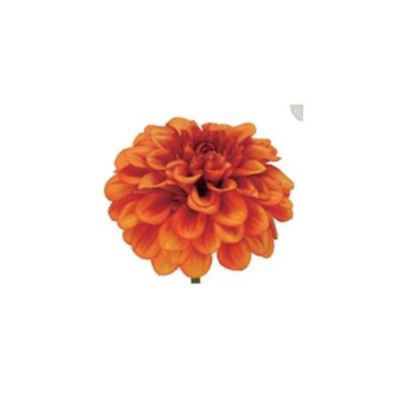 特価◎【造花】パレ/ジニアピック/P-9847-25