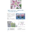 パレス化学/華の精 リリー 2L