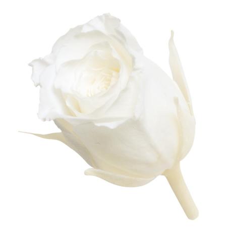 即日★【プリザーブド】大地農園/ビビアン・ミニセレクション 9リン ピュアホワイト/2371-1