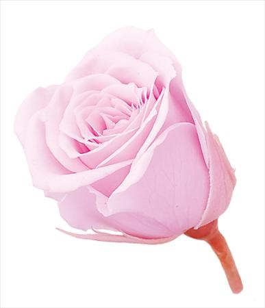 【プリザーブド】大地農園/ビビアン・ミニセレクション 9リン シャーベットピンク/2371-102