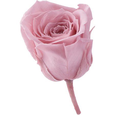 即日★【プリザーブド】大地農園/ビビアン・ミニセレクション 9リン バニラピンク/2371-133