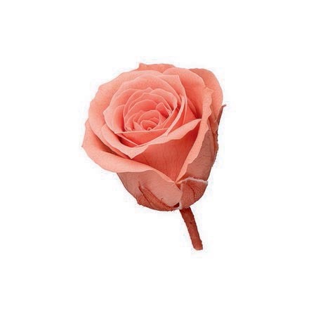 【プリザーブド】大地農園/ビビアン・ミニセレクション 9リン ピンクコーラル/2371-163