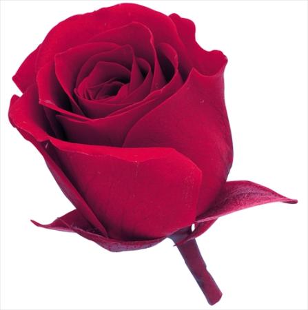 【プリザーブド】大地農園/ビビアン・ミニセレクション 9リン クイーンレッド/2371-331