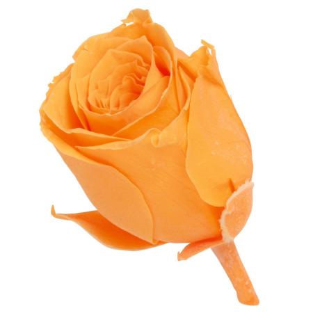 即日★【プリザーブド】大地農園/ビビアン・ミニセレクション 9リン フルーティオレンジ/2371-351