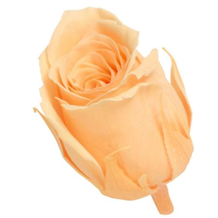 【プリザーブド】大地農園/ビビアン・ミニセレクション 9リン ジュリアオレンジ/2371-361