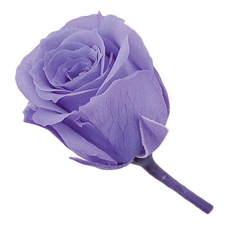 即日★【プリザーブド】大地農園/ビビアン・ミニセレクション 9リン ラベンダー/2371-411