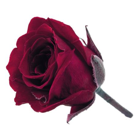 【プリザーブド】大地農園/ビビアン・ミニセレクション 9リン ワインレッド/2371-471