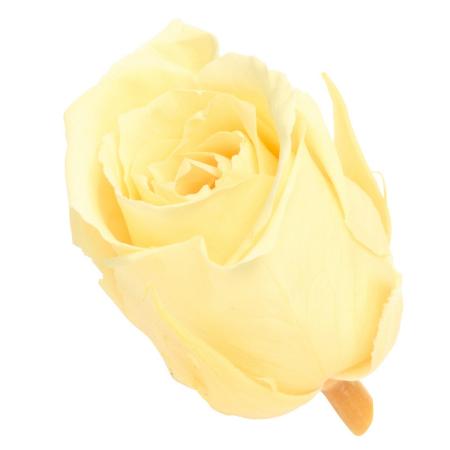 即日★【プリザーブド】大地農園/ビビアン・ミニセレクション 9リン モーニングイエロー/2371-501