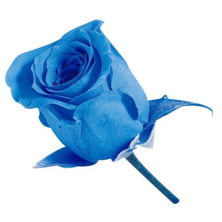 【プリザーブド】大地農園/ビビアン・ミニセレクション 9リン ソーダブルー/2371-651