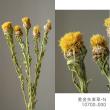 【ドライ】大地農園/黄金矢車草 N 約35g/10700-000