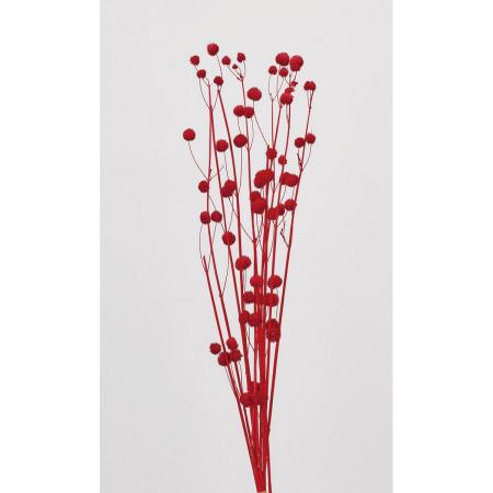 【ドライ】大地農園/ボンボンブランチ レッド 約16g/40620-301