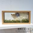 即日★【ドライ】大地農園/シープホーン ゴールド 3個/22570-902