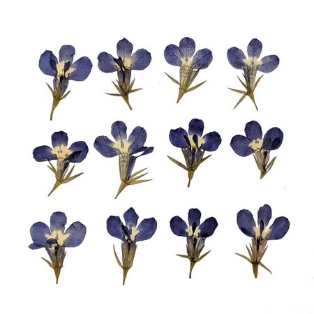 ドライ そらプリ 押し花 ロベリア ブルー Os0005 通販 はなどんやアソシエ
