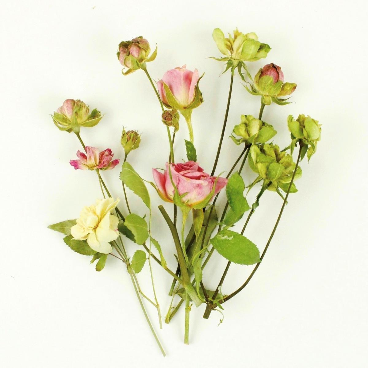 即日 ドライ そらプリ 野の花ドライ ローズ 約6本 Spdc0001 即日 ドライ そらプリ 野の花ドライ ローズ 約6本 Spdc0001