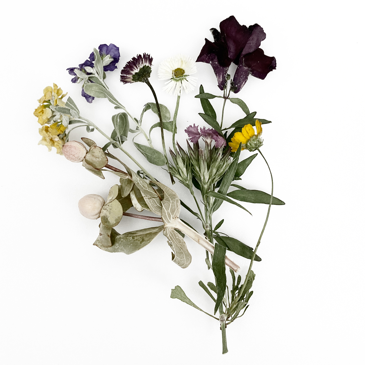 ドライ そらプリ 野の花ドライ 季節の花材 約6本 Spdc0002 通販 はなどんやアソシエ