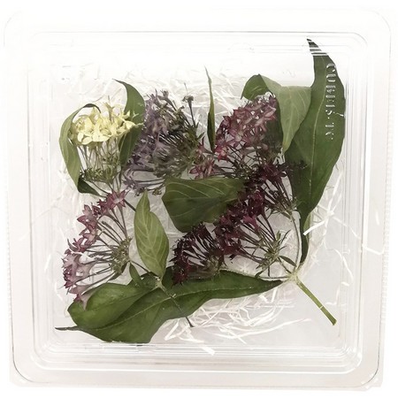 ドライ そらプリ 野の花ドライ ペンタス 約5本 Spdc0008 通販 はなどんやアソシエ