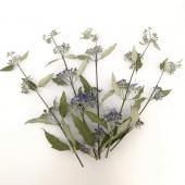 ドライ そらプリ 野の花ドライ カリオプテリス ダンギク 約5本 Spdc0010 通販 はなどんやアソシエ