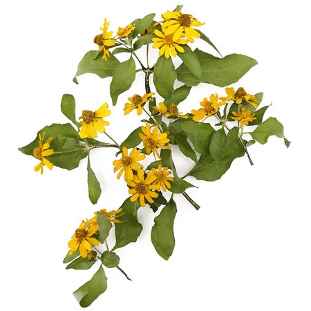 100以上 花 プリ 画像 21年の新しい壁紙画像 Hdd