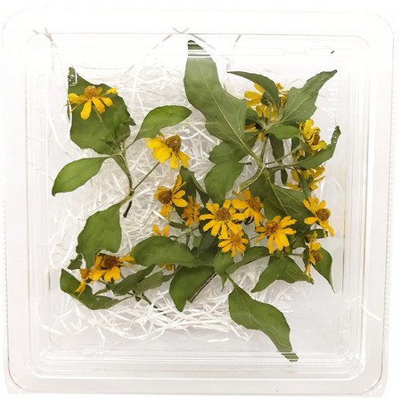 ドライ そらプリ 野の花ドライ メランポジューム 約5本 Spdc0011 通販 はなどんやアソシエ