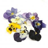 ドライ そらプリ 野の花ドライ ビオラ 8輪 Spdc0015 通販 はなどんやアソシエ