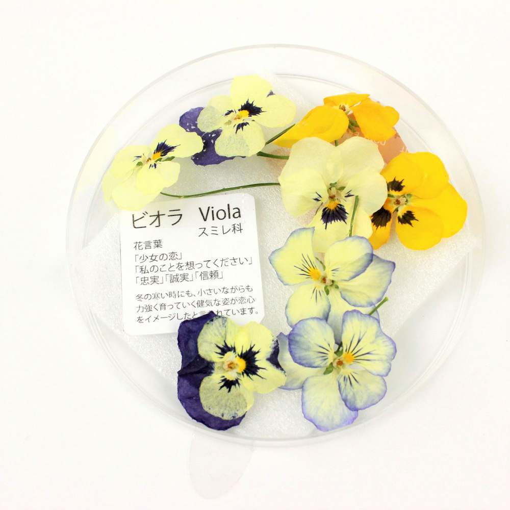 ドライ そらプリ 野の花ドライ ビオラ 8輪 Spdc0015 通販 はなどんやアソシエ
