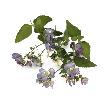 ドライ そらプリ 野の花ドライ ネメシア 約6本 Spdc0017 通販 はなどんやアソシエ