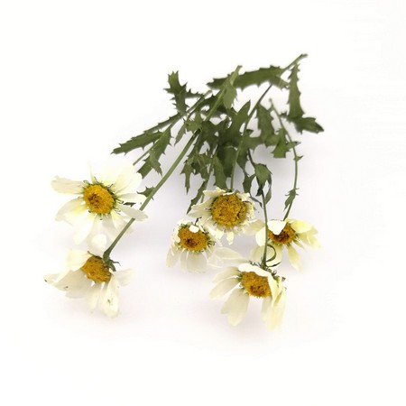 通販 はなどんやアソシエ