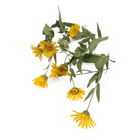 ドライ そらプリ 野の花ドライ カレンジュラ冬知らず 約8本 Spdc0021 通販 はなどんやアソシエ