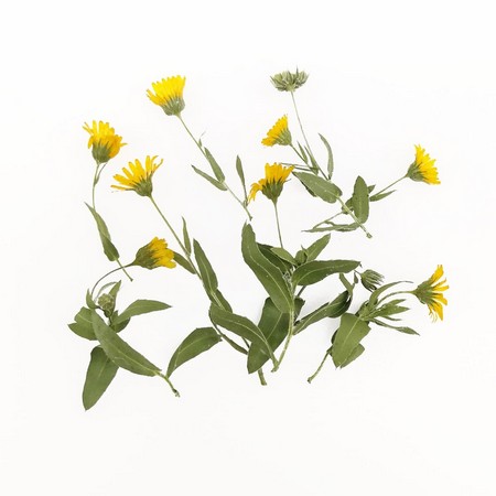 ドライ そらプリ 野の花ドライ カレンジュラ冬知らず 約8本 Spdc0021 通販 はなどんやアソシエ ドライ そらプリ 野の花ドライ カレンジュラ冬知らず 約8本 Spdc0021 通販 はなどんやアソシエ