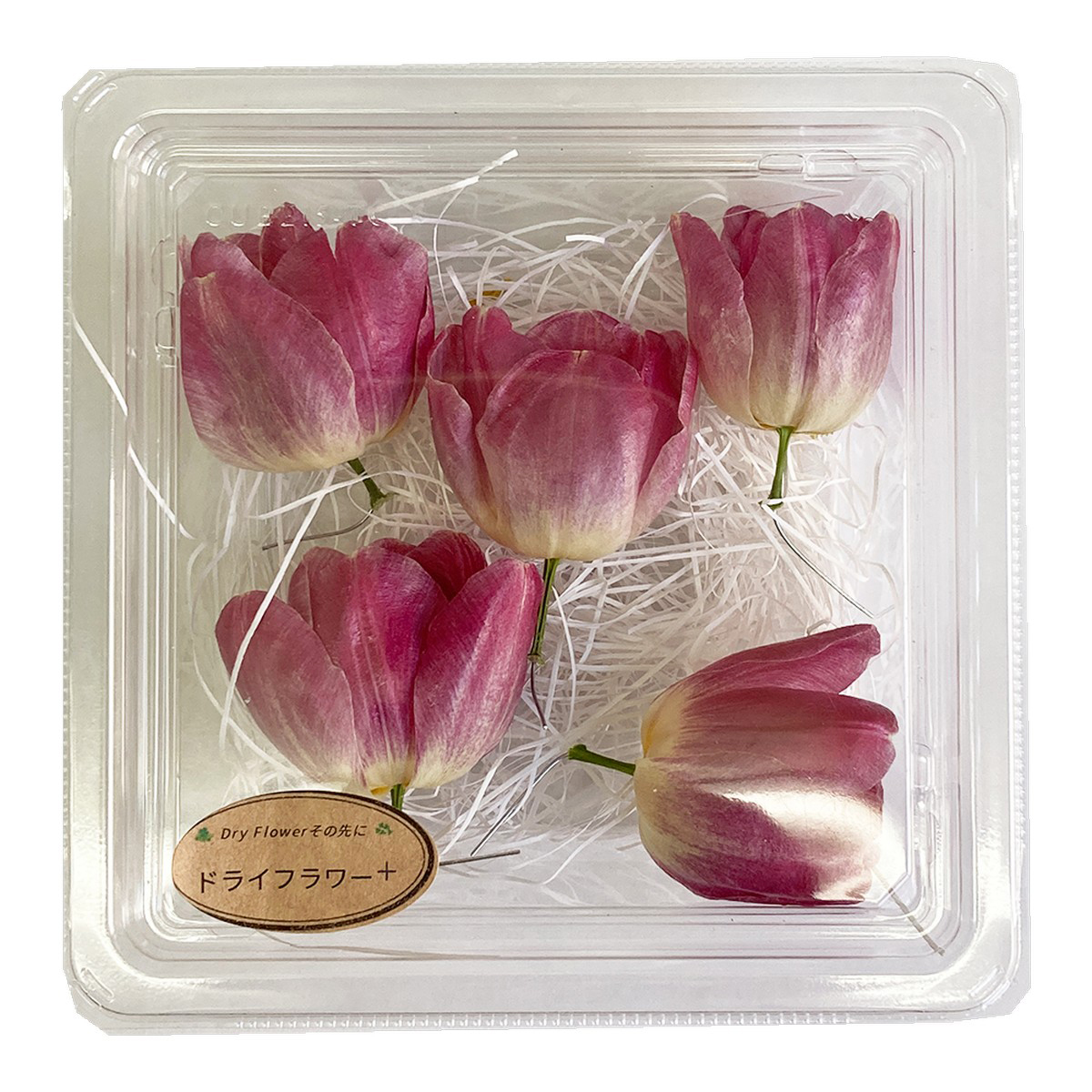 即日 ドライ ドライフラワー エモフラ チューリップ ヘッド 一重 5輪 ピンク Spdc0028 通販 はなどんやアソシエ 即日 ドライ ドライフラワー エモフラ チューリップ ヘッド 一重 5輪 ピンク Spdc0028 通販 はなどんやアソシエ
