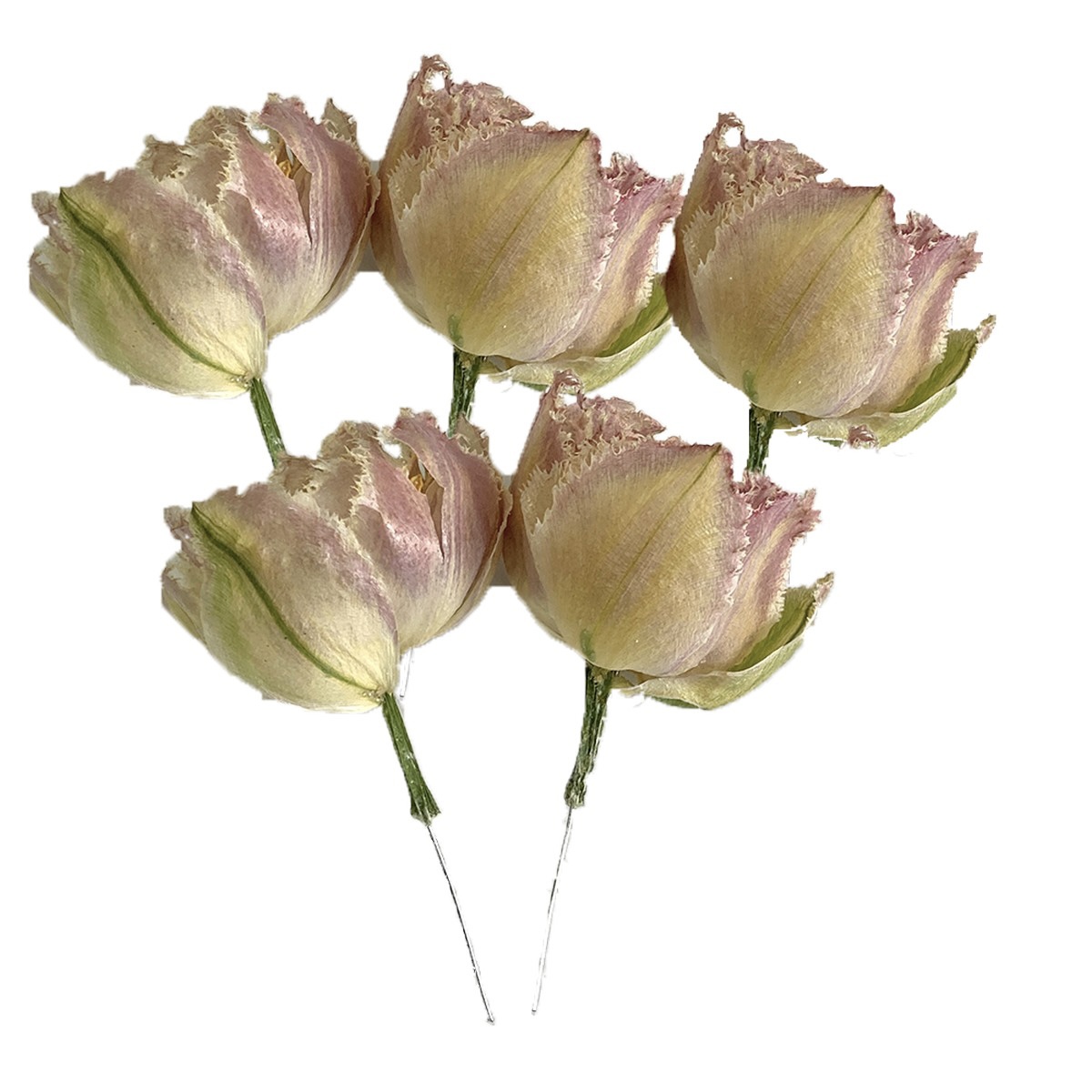 ドライ ドライフラワー エモフラ チューリップ ヘッド 八重 5輪 フリンジ Spdc0034 通販 はなどんやアソシエ ドライ ドライフラワー エモフラ チューリップ ヘッド 八重 5輪 フリンジ Spdc0034 通販 はなどんやアソシエ