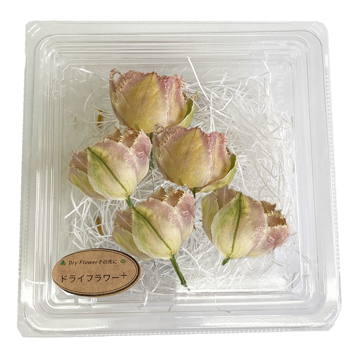 ドライ ドライフラワー エモフラ チューリップ ヘッド 八重 5輪 フリンジ Spdc0034 通販 はなどんやアソシエ ドライ ドライフラワー エモフラ チューリップ ヘッド 八重 5輪 フリンジ Spdc0034 通販 はなどんやアソシエ