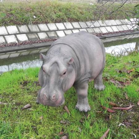 エイチツーオー/かば/HH31962