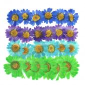 【訳あり】押し花　ノースポール　O-097 訳あり】押し花 ノースポール O-097 訳あり】押し花 ノースポール O