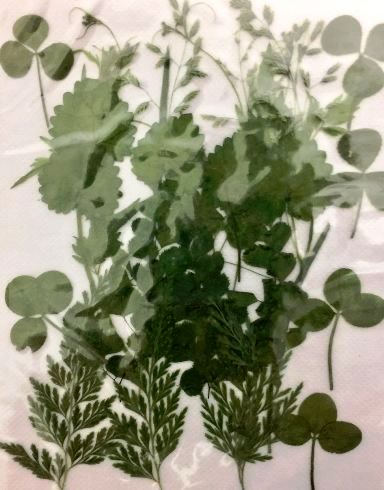 即日 ドライ 押し花 緑葉っぱ ミックス 1 G 通販 はなどんやアソシエ 即日 ドライ 押し花 緑葉っぱ ミックス 1 G 通販 はなどんやアソシエ