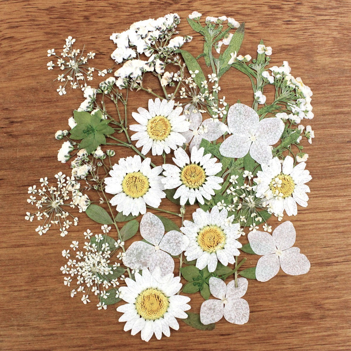 即日 ドライ 押し花 ミックスパックc ホワイト系 通販 はなどんやアソシエ 即日 ドライ 押し花 ミックスパックc ホワイト系 通販 はなどんやアソシエ