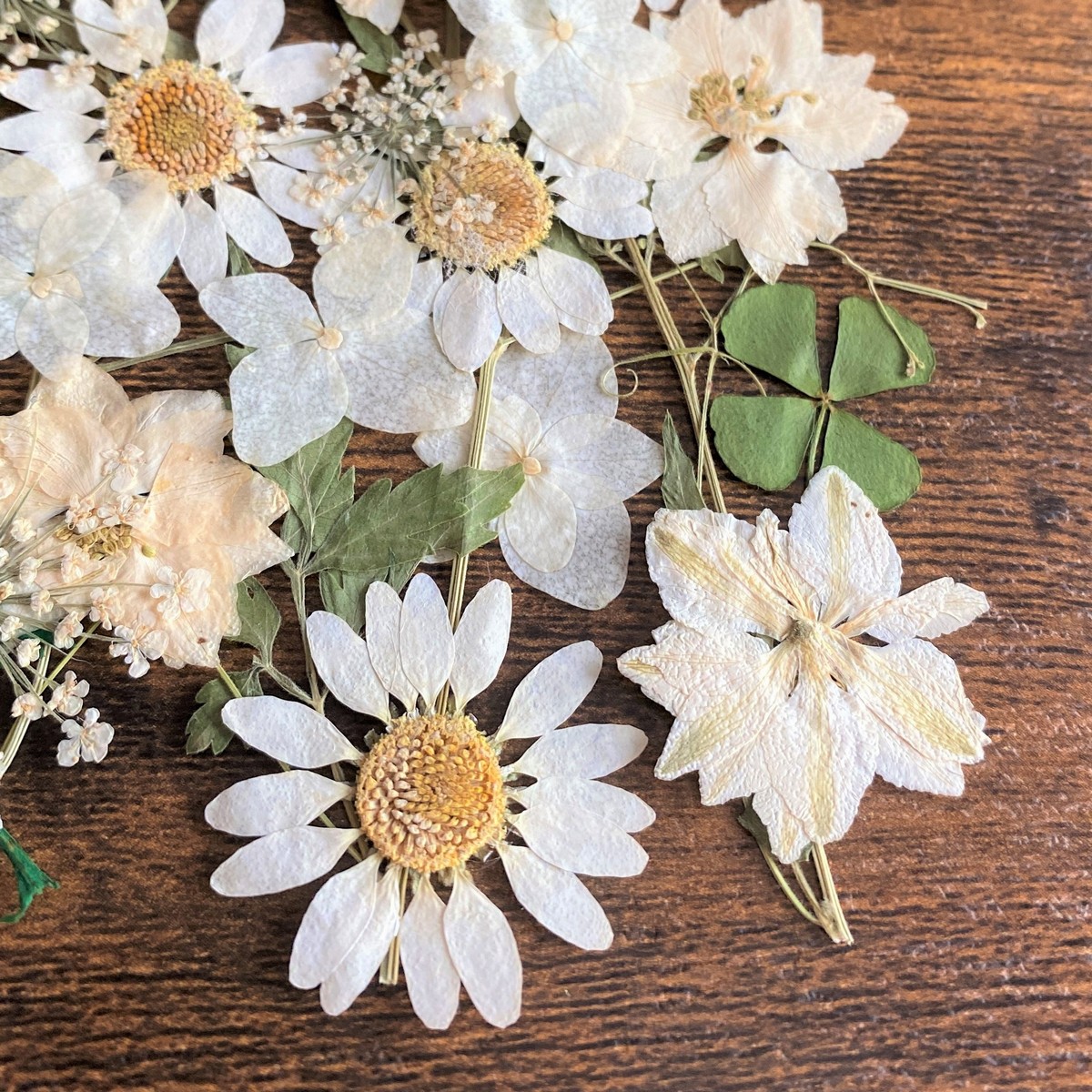 即日 ドライ 押し花 ミックスパックc ホワイト系 通販 はなどんやアソシエ 即日 ドライ 押し花 ミックスパックc ホワイト系 通販 はなどんやアソシエ