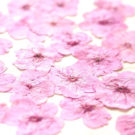 即日 ドライ 押し花 桜 24輪 ピンク染 1 010y 通販 はなどんやアソシエ 即日 ドライ 押し花 桜 24輪 ピンク染 1 010y 通販 はなどんやアソシエ