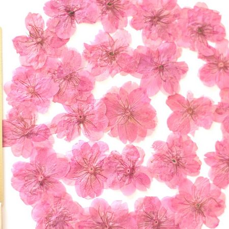 即日 ドライ 押し花 桜 24輪 ピンク染 1 010y 通販 はなどんやアソシエ 即日 ドライ 押し花 桜 24輪 ピンク染 1 010y 通販 はなどんやアソシエ