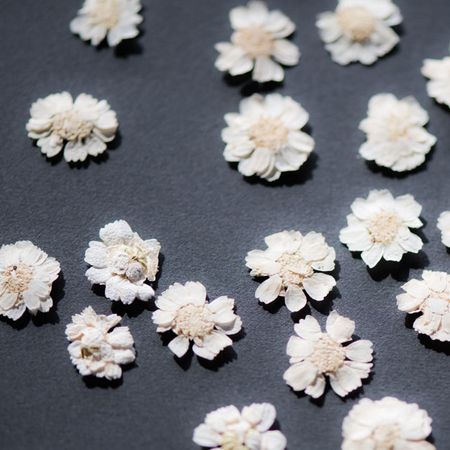 即日 ドライ 押し花 エゾノコギリソウ 24輪 ホワイト 1 281w 通販 はなどんやアソシエ 即日 ドライ 押し花 エゾノコギリソウ 24輪 ホワイト 1 281w 通販 はなどんやアソシエ