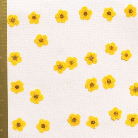 即日 ドライ 押し花 ネイル用小花 24輪 黄色 1 2240f 通販 はなどんやアソシエ 即日 ドライ 押し花 ネイル用小花 24輪 黄色 1 2240f 通販 はなどんやアソシエ