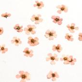 ドライ】押し花 ネイル用小花 24輪 薄ピンク/1-2240K - 花材通販