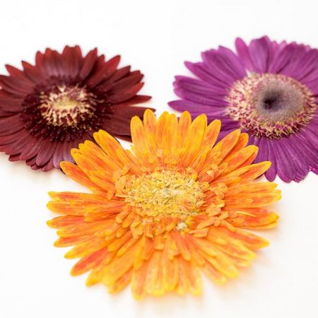 ドライ 押し花 ガーベラ 3輪 1 100m 通販 はなどんやアソシエ ドライ 押し花 ガーベラ 3輪 1 100m 通販 はなどんやアソシエ