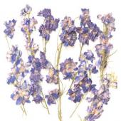 【ドライ】押し花 千鳥草枝付 ブルー  12輪/1-145H-B