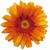 松村工芸/VE-6768 ジャンボガーベラ SO/PI - 花材通販はなどんやアソシエ