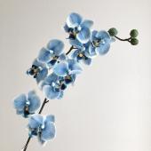 即日☆【造花】ビバ工芸/VT-R426 ニューファレノ BL/VT-R426 - 花材