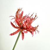 即日★【造花】ビバ工芸/ネリネリリィ/VA-2576-RE