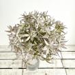 特価◎【造花】ビバ工芸/VE-4247 アリウム BL/VE-4247