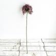 特価◎即日★【造花】ビバ工芸/VE-4247 アリウム MA/VE-4247