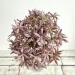 特価◎即日★【造花】ビバ工芸/VE-4247 アリウム MA/VE-4247